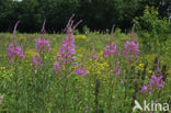 Wilgeroosje (Chamerion angustifolium)