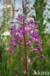 Wilgeroosje (Chamerion angustifolium)