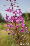 Wilgeroosje (Chamerion angustifolium)