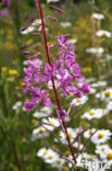 Wilgeroosje (Chamerion angustifolium)