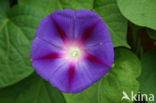 Tall Morningglory (Ipomoea purpurea)