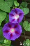 Winde (Ipomoea purpurea)