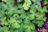 Wood-sorrel (Oxalis acetosella)