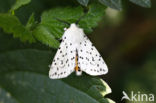 Witte tijger (Spilosoma lubricipeda)