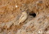 Desert Sparrow (Passer simplex)