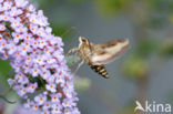 Spurge Hawk-moth (Hyles euphorbiae)