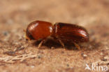 Xyleborus saxeseni