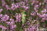 Saddle-backed Bush-cricket (Ephippiger ephippiger)