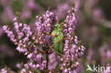 Zadelsprinkhaan (Ephippiger ephippiger) 