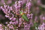 Zadelsprinkhaan (Ephippiger ephippiger) 