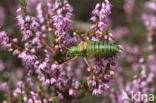 Zadelsprinkhaan (Ephippiger ephippiger) 