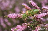 Saddle-backed Bush-cricket (Ephippiger ephippiger)