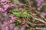 Saddle-backed Bush-cricket (Ephippiger ephippiger)