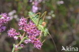 Saddle-backed Bush-cricket (Ephippiger ephippiger)