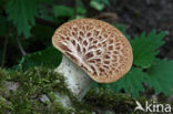 Zadelzwam (Polyporus squamosus)