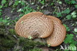 Zadelzwam (Polyporus squamosus)