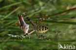 wasp spider (Argiope bruennichi)