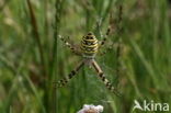 wasp spider (Argiope bruennichi)