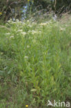 Sweet Scabious / White Top (Erigeron annuus)