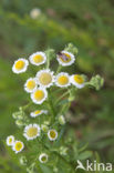 Sweet Scabious / White Top (Erigeron annuus)