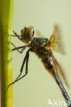 Zuidelijke glanslibel (Somatochlora meridionalis)