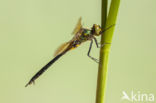 Zuidelijke glanslibel (Somatochlora meridionalis)