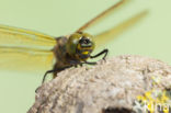 Zuidelijke glanslibel (Somatochlora meridionalis)