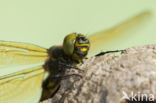 Zuidelijke glanslibel (Somatochlora meridionalis)