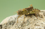 Zuidelijke glanslibel (Somatochlora meridionalis)