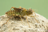 Zuidelijke glanslibel (Somatochlora meridionalis)