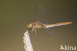 Southern Darter (Sympetrum meridionale)