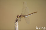 Zuidelijke heidelibel (Sympetrum meridionale)