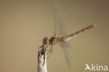 Zuidelijke heidelibel (Sympetrum meridionale)