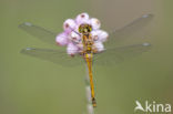 Zwarte heidelibel (Sympetrum danae)