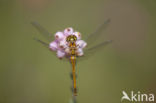 Zwarte heidelibel (Sympetrum danae)