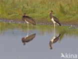 Zwarte Ooievaar (Ciconia nigra)