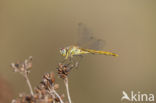 Zwervende heidelibel (Sympetrum fonscolombii)