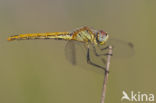 Zwervende heidelibel (Sympetrum fonscolombii)