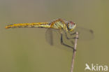 Red-veined Darter (Sympetrum fonscolombii)