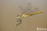 Red-veined Darter (Sympetrum fonscolombii)