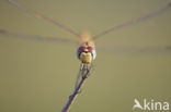 Zwervende heidelibel (Sympetrum fonscolombii)