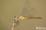 Red-veined Darter (Sympetrum fonscolombii)