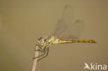 Red-veined Darter (Sympetrum fonscolombii)