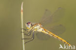 Zwervende heidelibel (Sympetrum fonscolombii)