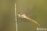 Zwervende heidelibel (Sympetrum fonscolombii)