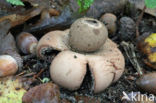 Earthstar (Geastrum spec.)