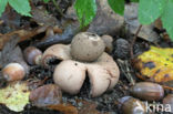 Earthstar (Geastrum spec.)