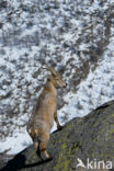 Alpen Steenbok (Capra ibex)