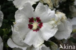 Althaeastruik (Hibiscus)