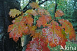 Amerikaanse eik (Quercus rubra)